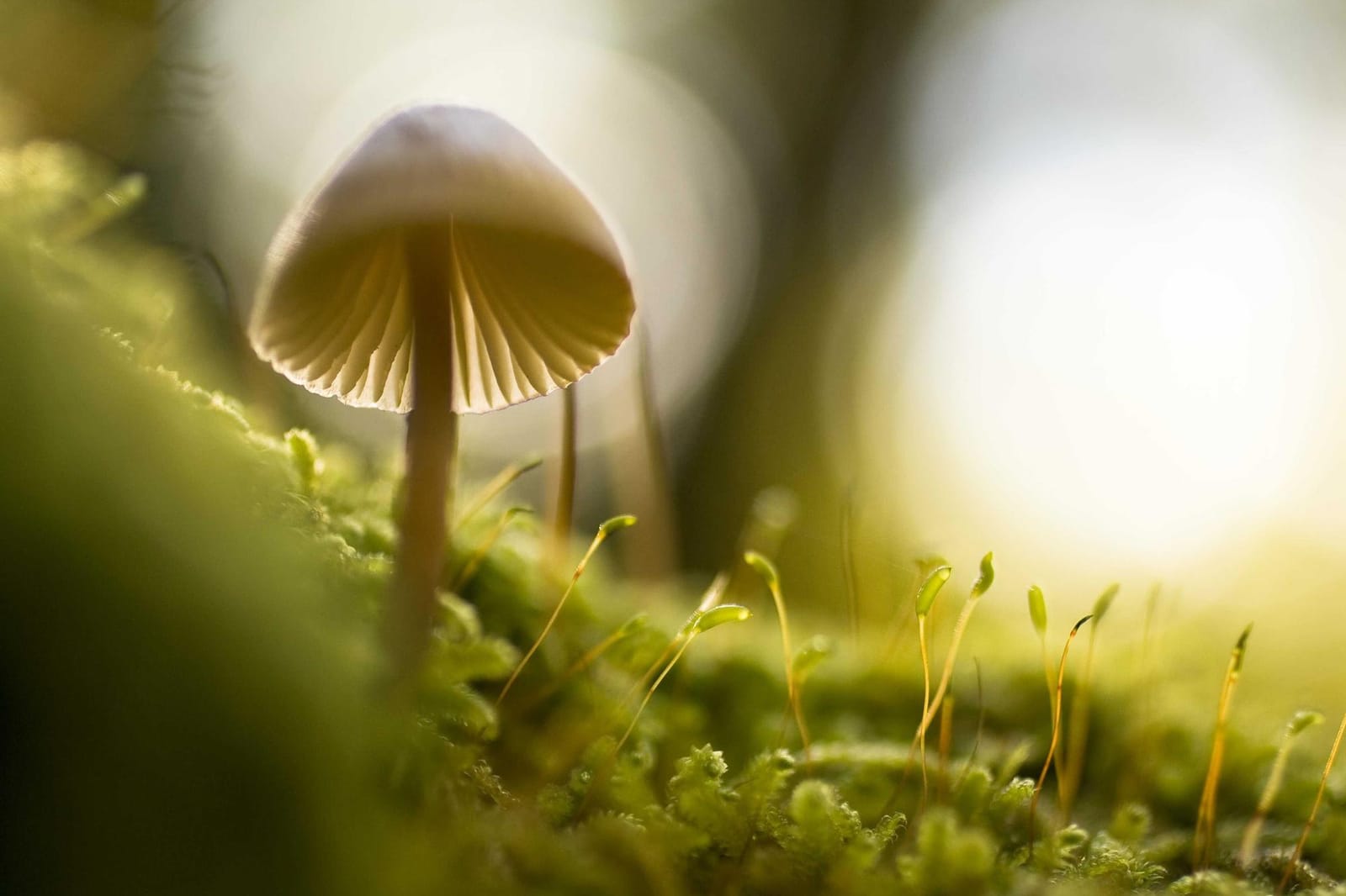 Day 6 — Bamboo to Jhinu Danda and drive to Pokhara
